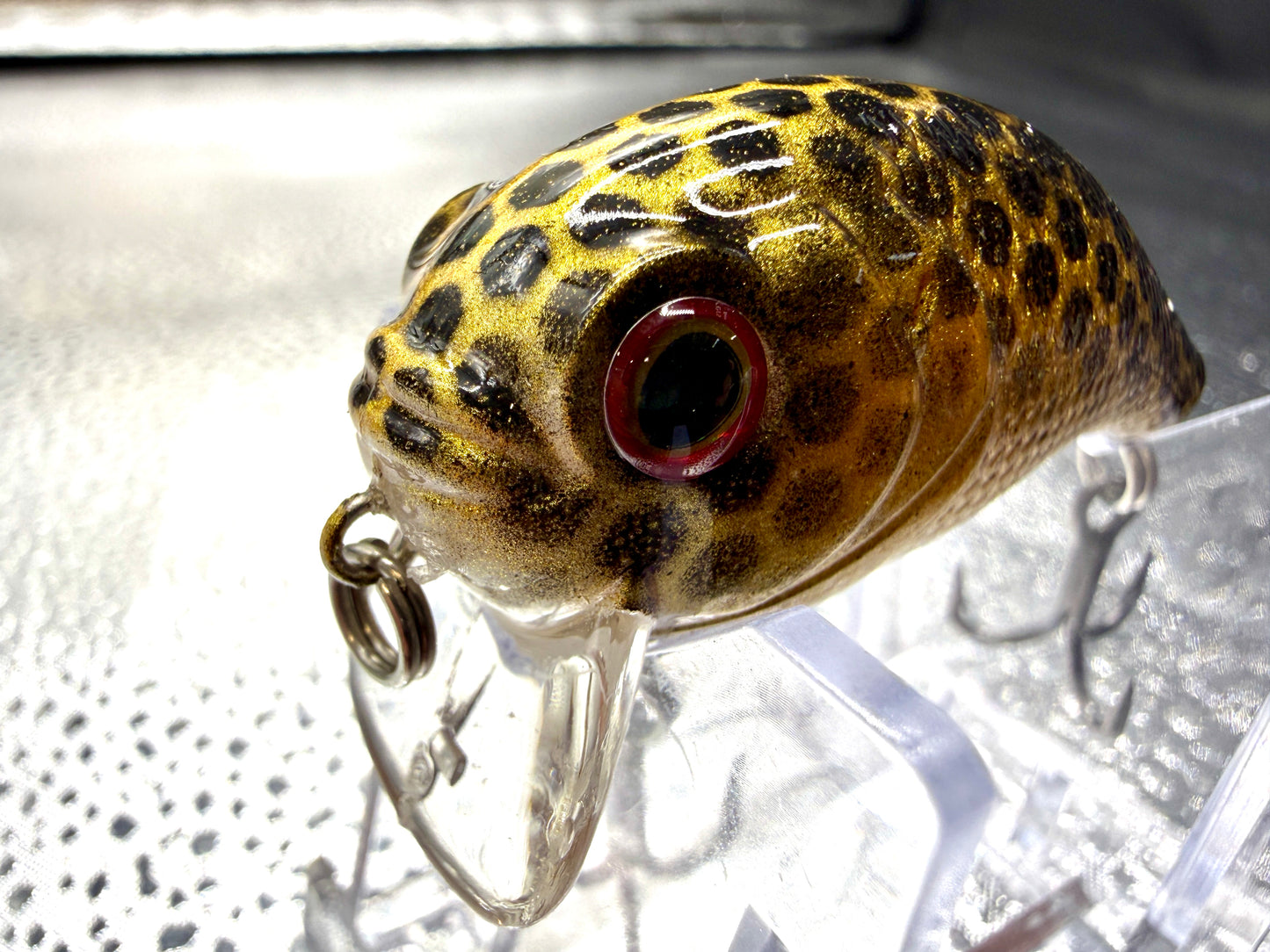 Black and gold Mini Wake Bait